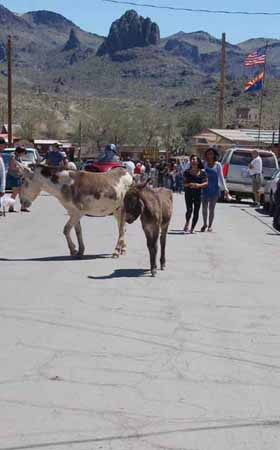 burros in street